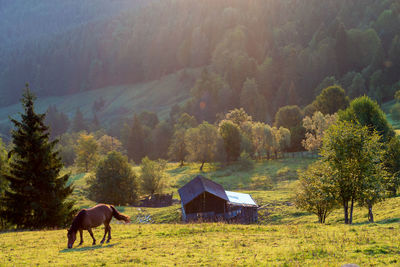 Horse in a field