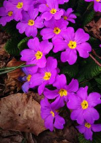 High angle view of purple flowering plants