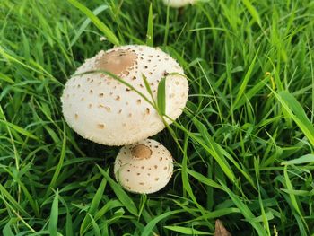 Close-up of mushroom growing on field