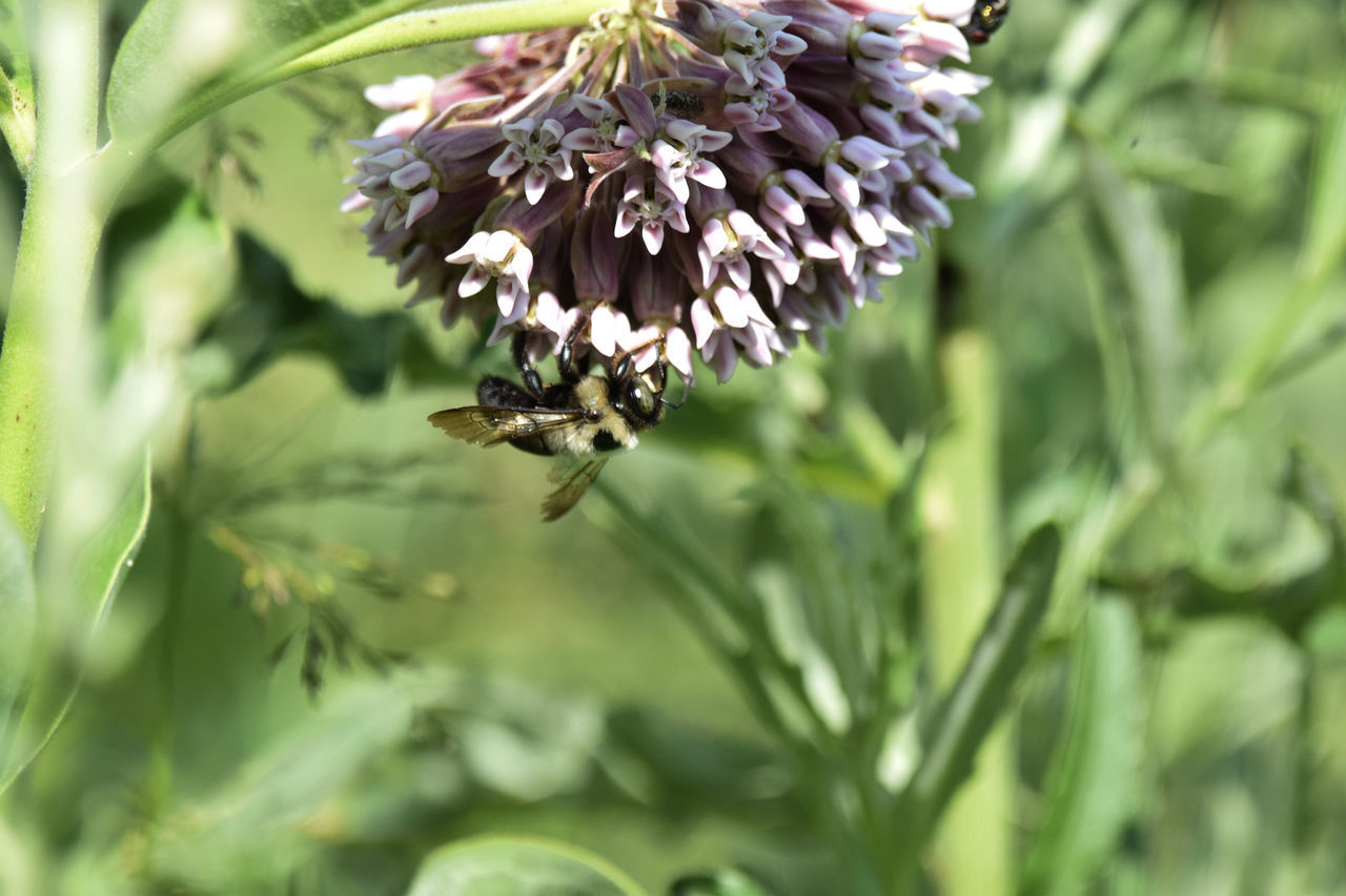 CLOSE-UP OF BEE POLLINATING FLOWER