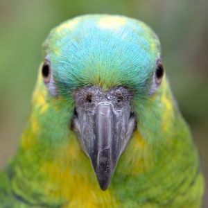 Close-up of a parrot