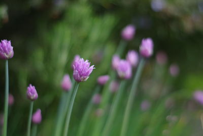 Close-up of pink flowering plant