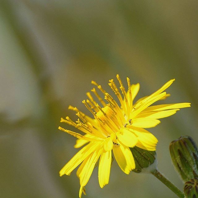 flower, petal, yellow, freshness, flower head, fragility, beauty in nature, growth, close-up, pollen, single flower, nature, focus on foreground, blooming, plant, in bloom, stem, stamen, botany, no people