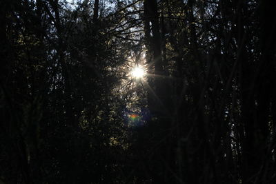 Sun shining through trees in forest