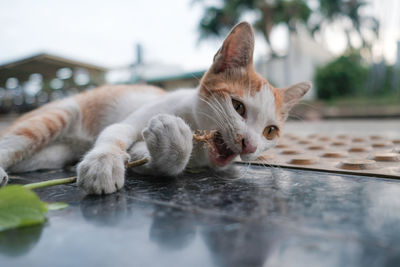 Cat lying on floor