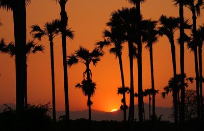 Silhouette palm trees against sky during sunset