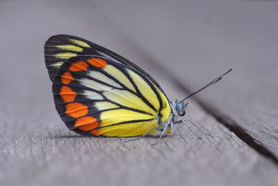 Butterfly on leaf