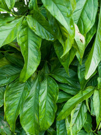 Full frame shot of green leaves