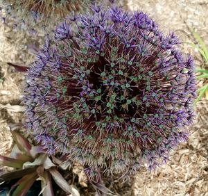 Close-up of purple flowers