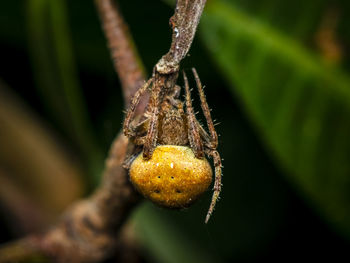 Macro-photo of a large female spider 
