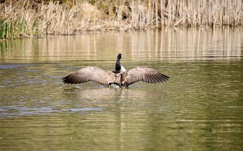 Geese swimming in lake