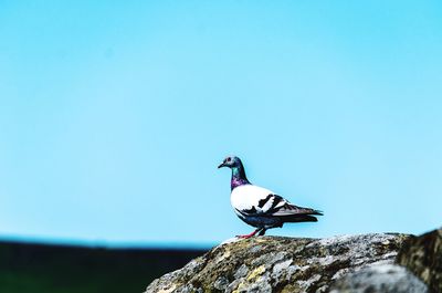 Side view of pigeon perching on rock against blue sky