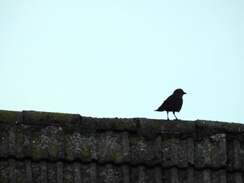 Bird perching on stone wall against clear sky