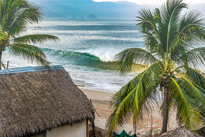 Palm tree on beach against sky