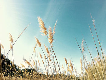 Low angle view of stalks in field against sky