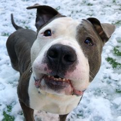 Close-up portrait of dog during winter