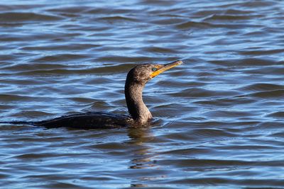 Bird swimming in a lake