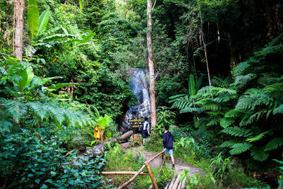 Plants and trees in forest