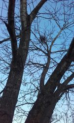 Low angle view of tree against sky