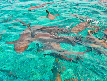 High angle view of woman swimming in pool