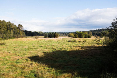 Trees on field against sky