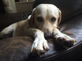 Close-up portrait of dog relaxing