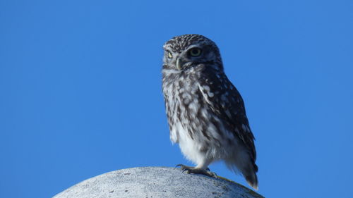 Low angle view of owl perching against clear blue sky