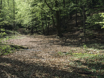 Trees growing in forest