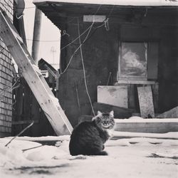 Portrait of cat sitting on snow covered floor against house