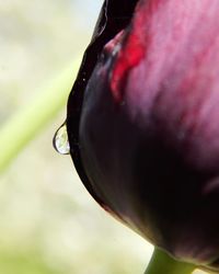 Close-up of plant against blurred background