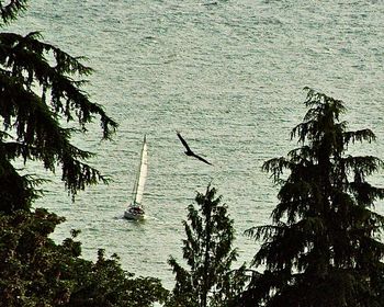 High angle view of birds flying over sea