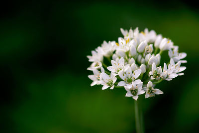 Close-up of white flowering plant