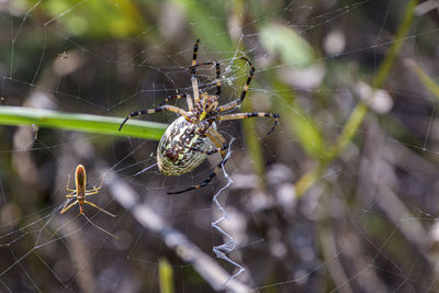 Close-up of spider on web