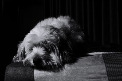 Close-up of dog resting