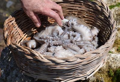 Close-up of octopus in basket