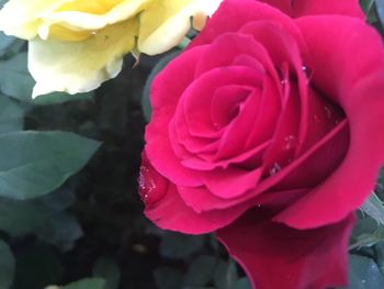 Close-up of pink rose blooming outdoors