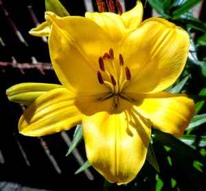 Close-up of yellow day lily blooming outdoors