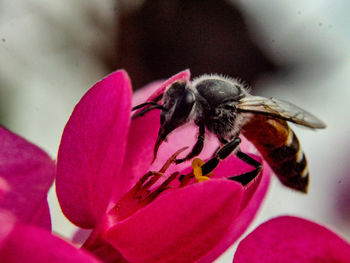 Close-up of insect on pink flower