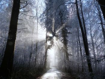 Sunlight streaming through trees in forest during winter