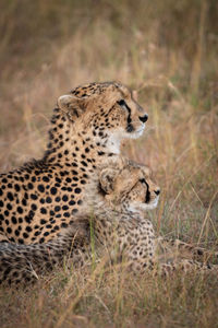 Cheetah with cub sitting in forest