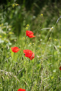 Close-up of red poppy blooming on field