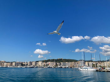 Low angle view of bird flying over sea against clear blue sky