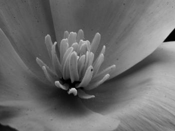 Macro shot of flowering plant
