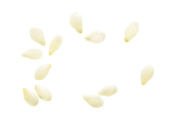 High angle view of eggs against white background