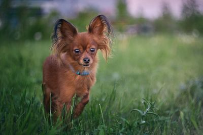 Dog walking on field