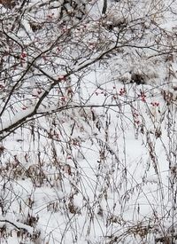 Low angle view of snow covered tree during winter