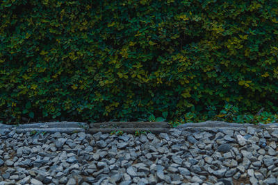 Stone wall and trees in park