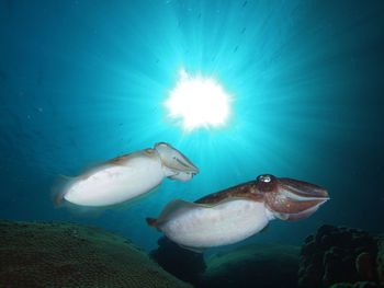 Cuttle fish against the sun