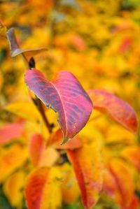 Close-up of flower blooming outdoors