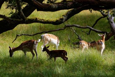 Deer grazing on grassy field